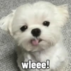 wleee!