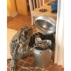 Frog 13