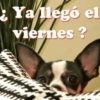 Viernes y el cuerpo lo sabe 😎 13