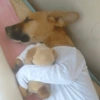 Cachorrin sarnento 10