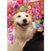 Cães e corações 13