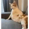 Gatitos fofitos ❤️ 14