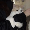 Gatinhos 28