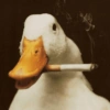 Pato | duck 🦆 8