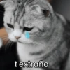 Gatos 🐱 Te extraño  10