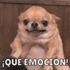 Memes de Firulais🐶💘 10