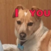 Perritos Cute 9