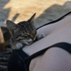 Котята 🔥🔥 13