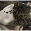 Gatinhos 25