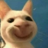 Gatitos fofitos ❤️ 6