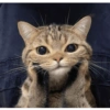 Catsarecute 29