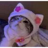 Gatinhos 20