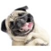 ☆funny pets 14