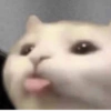 Gatitos fofitos ❤️ 15