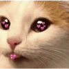 Gatitos Shitpost 😈🤑 13