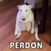 Memes de Firulais🐶💘 14