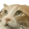Gatos triste 14