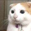 Gatinhos 14