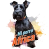 Mi perro Africa