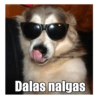 Gatiperros para resonder.  15