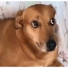 Perros que juzgan 7