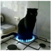 Сумасшедшие кошки 1 12