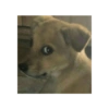 Perros que juzgan 8