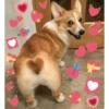 Cães e corações 10