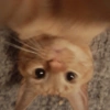 Selfie gatitos 😛 20
