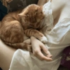 Котята 🔥🔥 17