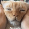 Animalitos con frases 1 ❤️😎 12
