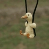 Pato | duck 🦆 6