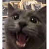 Gatinhosjj 14