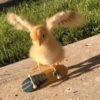 Pato | duck 🦆 9