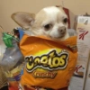 Perritos Cute 12