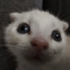 Cat 29