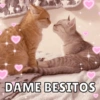 Michitos de amorcito😍 7