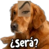 MEMES Random 6.0 🤠🌹 11