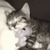 Gatos 18