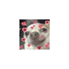 Cães e corações 18