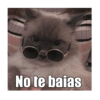 Gatiperros para resonder.  8
