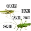 CRI! CRI! CRI! CRI! CRI!