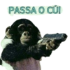 Macacos 12