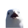 Birds 2.0 2