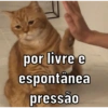 GATINHOS 🥰 8