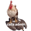 Birds 2.0 13