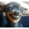 ☆funny pets 7