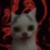 Cat 24