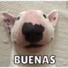 Memes de Firulais🐶💘 15