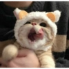 Gatinhos 9